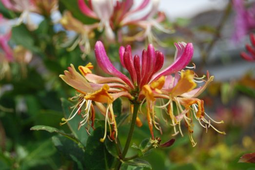 honeysuckle wildflower